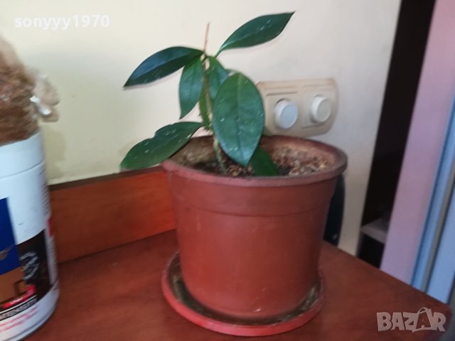 ЦВЕТЕ В САКСИЯ-ДЪРВОТО НА ПАРИТЕ 1802241018, снимка 15 - Стайни растения - 44349238