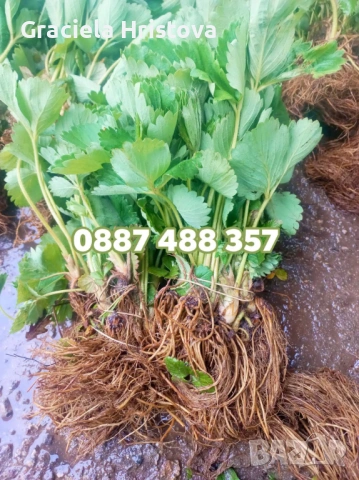 Продавам разсад ягоди 