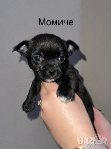 Мини чихупинчери чихуахуа пинчер, снимка 3 - Чихуахуа - 52859619