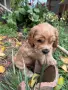 Куче кокер шпаньол, снимка 3