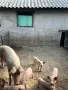 Продавам домашни прасета , снимка 2