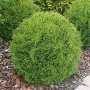 Thuja Little Champion (Туя Малък шампион), снимка 1