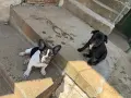 Френски булдог момиченца, снимка 4