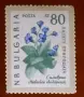 Български пощенски марки с цветя. Серия "Пазете природата". 1960 г., снимка 7