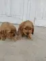 Кокер Шпаньол.. , снимка 2