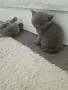 Клепоухи шотландки, снимка 9