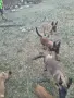 Белгийска овчарка малиноа на 3 месеца, снимка 2