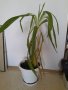 Палма в саксия , снимка 1 - Стайни растения - 42635116