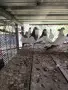 Продавам Гълъби, различни видове, снимка 1