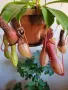 Насекомоядно Растение - Nepenthes , снимка 1