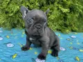 Френски Булдог / French Bulldog 
, снимка 15