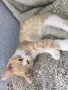 Подарявам котенца, снимка 3