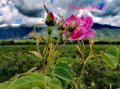 Разсад маслодайни рози, снимка 1 - Градински цветя и растения - 42641069