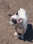 френски булдог , снимка 2