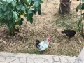 Декоративни петли пет броя млади., снимка 2