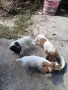 джак ръсел териер , снимка 3