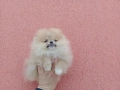 Мъжки и женски Померани. Реални снимки от 02.02.26 г. , снимка 8