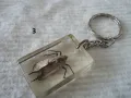 Стари ключодържатели Насекоми, снимка 11