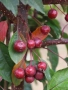 Декоративна червена ябълка Малус, снимка 6