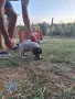 Малки курцхаарчета, снимка 7