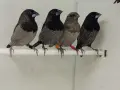 Люспогърди амадини, снимка 2