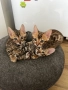 Бенгалски котенца , снимка 6