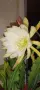 Disocactus crenatus, снимка 8