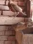 Продавам колхидски фазани , снимка 5