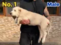 САО Алабай (КВ) , снимка 9