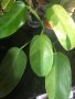 Philodendron Jose Buono , снимка 1 - Стайни растения - 44232113