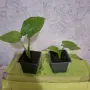Комплект  Трилистник растение, снимка 1