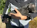 Свободни питбули, снимка 8