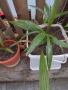 Дафинов лист, Молинерия  трапикарпус, снимка 1 - Градински цветя и растения - 44581519