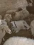 свободни цялото стадо , снимка 1
