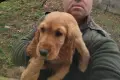 Кокер Шпаньол.. , снимка 4