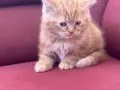 Шотландки котки, снимка 1