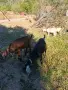 Продавам млада млечна коза., снимка 3