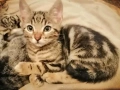 Прекрасни домашни котенца, снимка 1