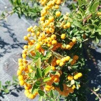 Пираканта, студоустойчива!! Оранжева Orange Charmer и жълта  Soleil d'Or, снимка 4 - Градински цветя и растения - 42209662