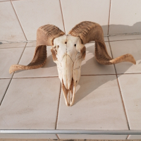 южноафрикански овен , снимка 2 - Декорация за дома - 44684521