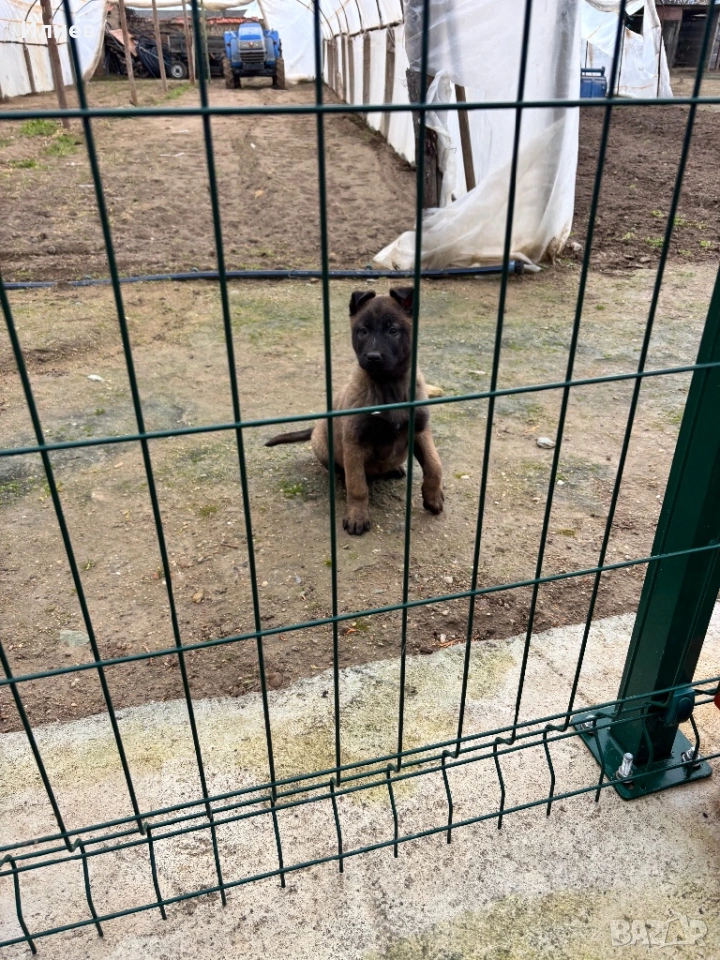 Две женски  белгийски овчарки , снимка 1