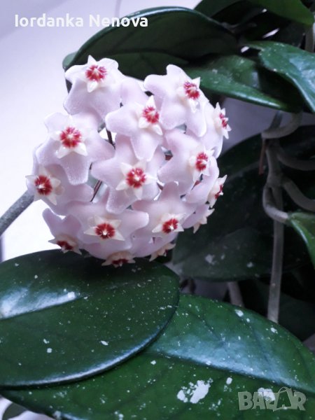 Хоя-восъчно цвете, снимка 1