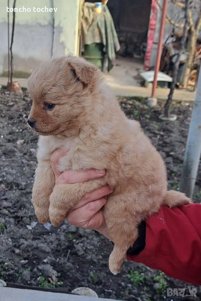 Две сладурани си търсим дом!!!, снимка 1