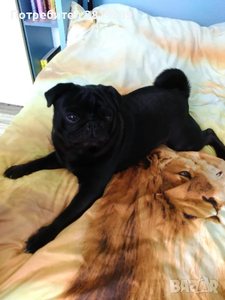 мъжки мопс с родословие , снимка 1