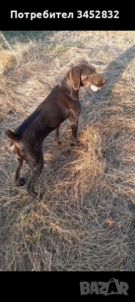 Курцхаар за трюфели , снимка 1