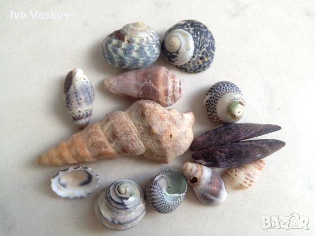 морски раковини по 1 лев, снимка 1