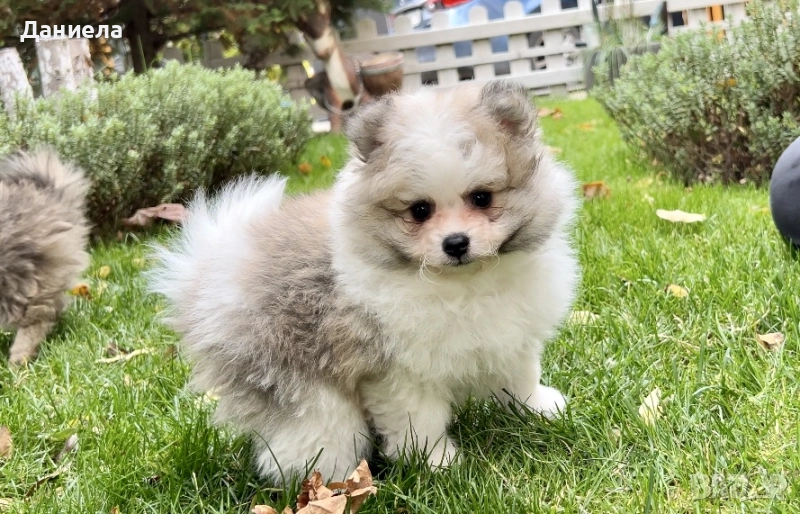 Померан момченце , снимка 1