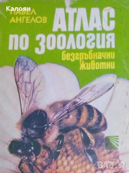 Павел Ангелов - Атлас по зоология. Безгръбначни животни, снимка 1