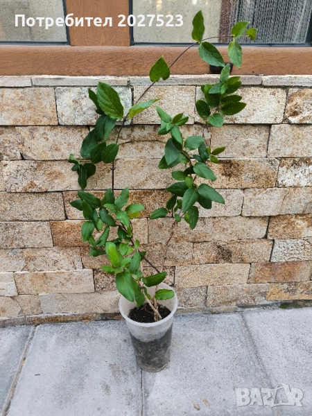 Лоницера Орлов нокът , снимка 1