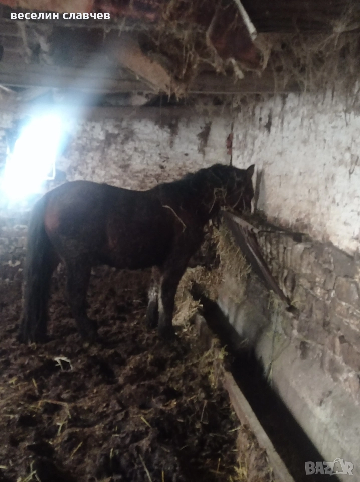 Млади коне, снимка 1